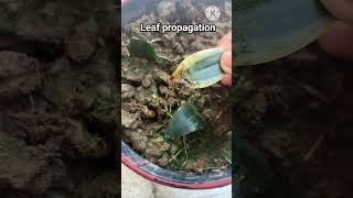 Propagation time of snake plant#single leaf propagation#snake plant#propagation#shorts