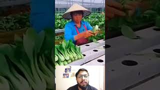 Hydroponic Farming #jugad #react #reaction #reactionvideo #jugaad #farming