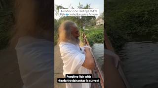 @Gurudev Sri Sri Feeding Food to Fish 🐠🐟 in @artofliving @BangaloreAshram 2024