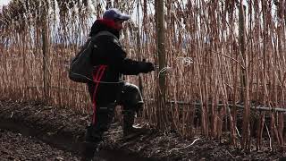 PRUNING AND TYING | at the raspberry farm