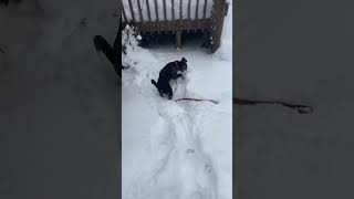 Pitbull/ husky playing in snow #pitbull #husky #snowdogs #snowdogs #