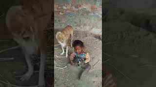 Funny fight between dog and a child | Dog And A Kid Fighting|