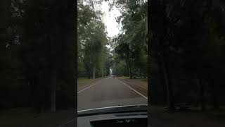 Big trees along Angkor Park, Cambodia