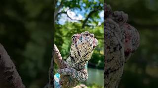 Panther chameleon Reptiles #shorts#short#shortvideo#wildlife#shorts#video