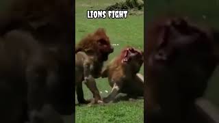 lions fight #shorts #trending #viral