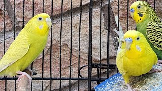 Austrailian budgies in action || budgies sounds || austrailian parrots