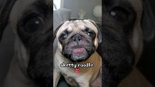 sketty noodle! 🤪 #dog #pug #funny #shorts