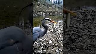 🐟Blue heron got breakfast! #pond #backyard #trailcam #birdwatching #catchoftheday #habitat #fish