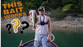 Bass fishing Norris lake end of August