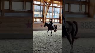 Скоро старты🥲#remix#horse#иваново#pony#фестиваль#показ#породы#р_е_к_о_м_е_д_а_ц_и_и#equestrian