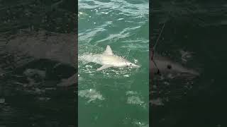 Catching a small SHARK!