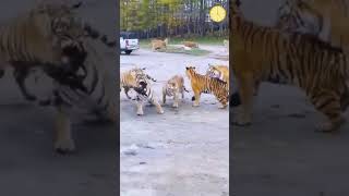 Crazy Tigers Feeding Time 😱 Crazy Animals Tiger #shorts #tiger #animals