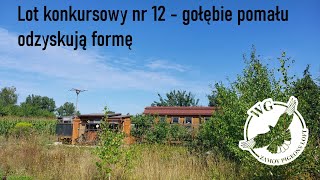 Lot konkursowy nr 12 gołębie pomału odzyskują formę