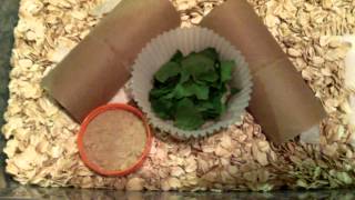 Mealworms: Simple housing