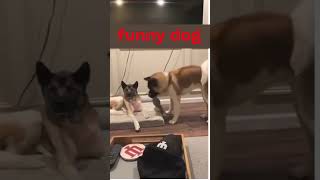 funny dog video# short# puppy# funny# short video