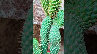 big cactus in my garden #cactus#succulent#youtube shorts#shorts