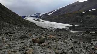 Longyearbyen Svalbard fossil hunting near glacier /1