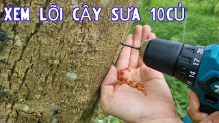 Trúng To Cây Gỗ Sưa Đỏ Có Chất Lõi Đẹp - Cây Vanh 80 Lõi 15 Thẳng Được Gần Tạ Lõi