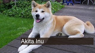 Cachorro Akita Inu: características e fotos