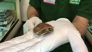 Rare turtles hatched at Bristol Zoo Gardens