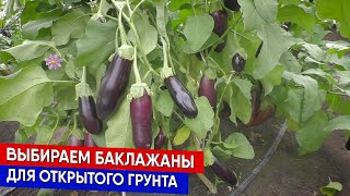 Выбираем баклажаны для открытого грунта