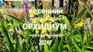 Весенний Орхидиум 2024г/Обзор участников/Стоит ли идти или проще всё купить на Авито?)