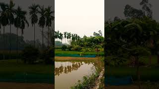 সুন্দর প্রকৃতি Beautiful Nature #village #villagelife #villagelifestyle #nature #villagevlog #cute