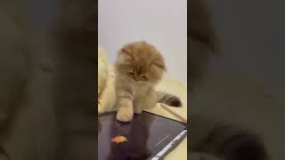 Funny cat playing #cat #cats #catvideos #pets #shortsvideo #shortvideo #shortcat #shorts