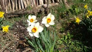 Narcisos en el huerto