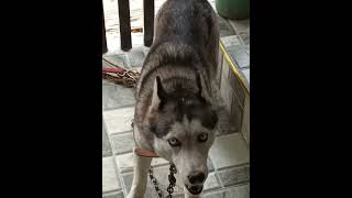 Barking Husky Dog ❤️ #viralvideo #dog