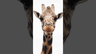 Unbelievable! Top 10 Animals with the Longest Necks Revealed #shorts  #viral