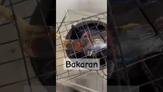 terong bakar #makananviral #terong #shorts