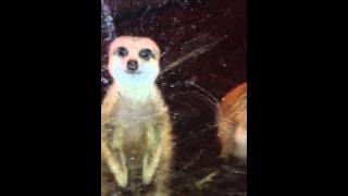 Funny Curious Meerkat Surprise!