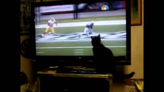 Cat vs Kaepernick