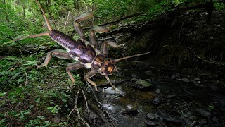 Pills of entomology: big stonefly