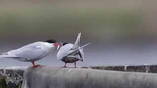 Love in Nature - A Bird Gives a Fish to Its Loved One