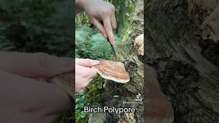 Wild Mushroom Foraging!!🍄 #foraging #asmr #pov #satisfying #wildlife #survival #mushroom #forest