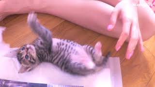 손바닥만한 아기고양이 귀여움 폭발하는 중 | Baby cat Arang