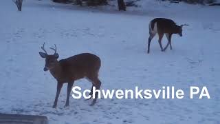 2 Schwenksville Bucks