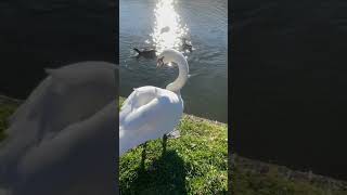 Nice Swan on Coventry canal October 24.