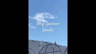 Song Sparrow Sonata