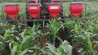 FERTERIZER APPLICATION AND WEEDING MAIZE IN UGANDA BY ABEL