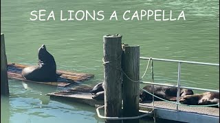 SEA LION A CAPPELLA