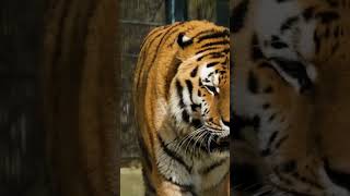 tiger in jungle #shortsvideo #nature