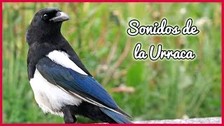 SONIDOS de la URRACA (30 minutos) 🐦🎶🔊