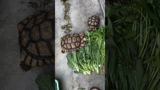 Kiku dan gacu kura kura sulcata yang sedang makan dengan sayur part 26 #shorts #animals