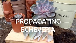 How to Propagate Echeveria - Super Easy Succulent Propagation