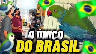 O Único Ring Neck Kimera do Brasil!!