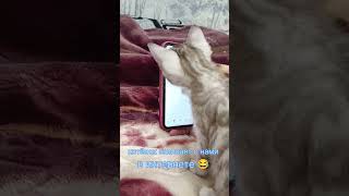 заметили что котёнку Ютуб тоже интересен 😂 котёнок - пока свободен , его ещё не забронировали 😉