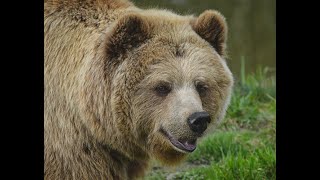 Nicholas Abraham Was Attacked By  A Brown Bear While Rabbit Hunting